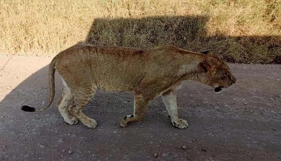Nairobi National Park 5-hour Guided Game Drive Free Pick up - Wildlife Chances: What You’re Actually Likely to See
