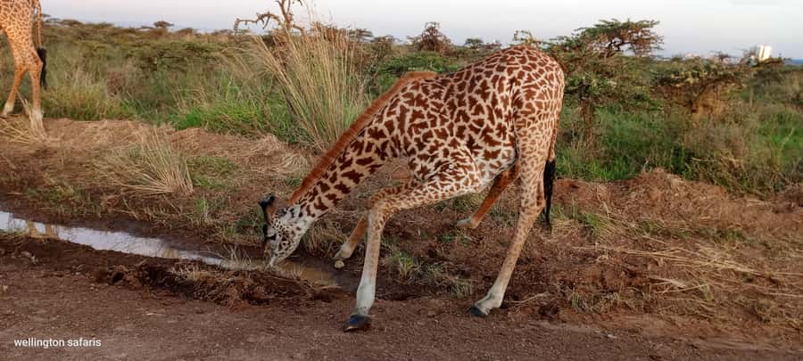 Nairobi National Park 5-hour Guided Game Drive Free Pick up - Price and Value: What $37 Covers, What Costs Extra
