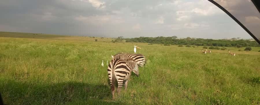 Nairobi National Park 5-hour Guided Game Drive Free Pick up - Should You Book This Nairobi National Park Half-Day Drive?