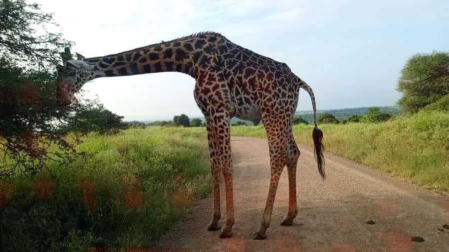 Nairobi National Park 5-hour Guided Game Drive Free Pick up - FAQ
