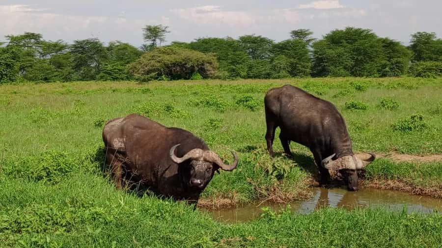 Nairobi National Park 5-hour Guided Game Drive Free Pick up - Pickup, Drive Time, and the Flow of Your 5 Hours