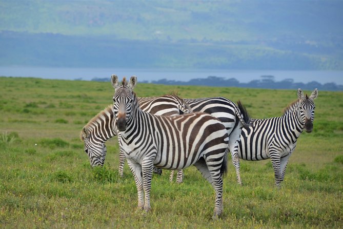 Nairobi National Park - Wildlife reality check: rhinos, lions, and what you’ll be watching for