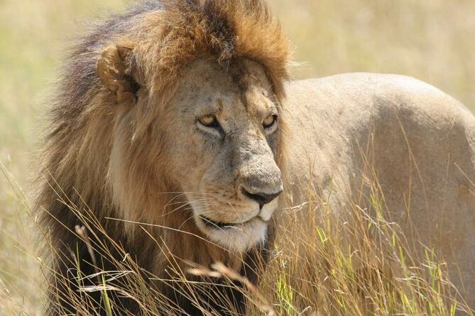 Nairobi National Park 6 am Group Joining Game drive. - Nairobi National Park Safari In City Limits: A Practical Bucket-List Win