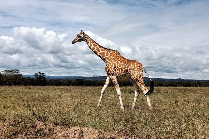 Nairobi National Park 6 am Group Joining Game drive. - What You Actually Look For: Big Cats, Rhinos, And Big-Bird Variety