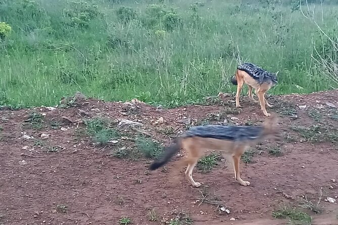 Nairobi National Park 6 am Group Joining Game drive. - Rhinos, Lions, And Cheetah Odds At Sunrise Timing