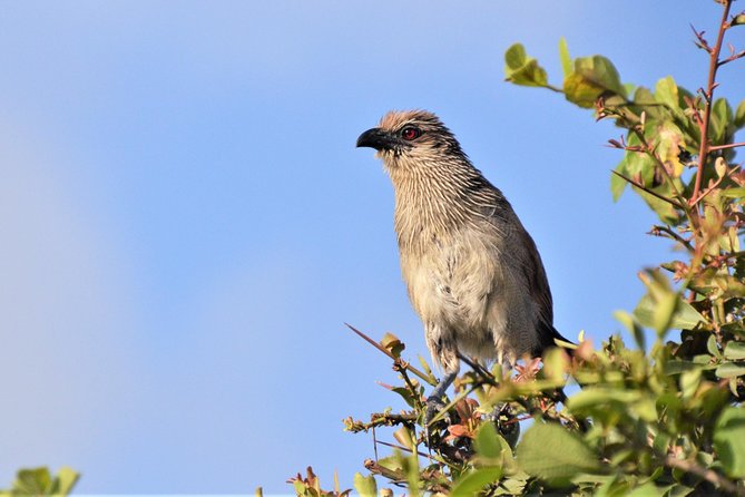 Nairobi National Park - The guide factor: why safety, organization, and photos matter in a city safari