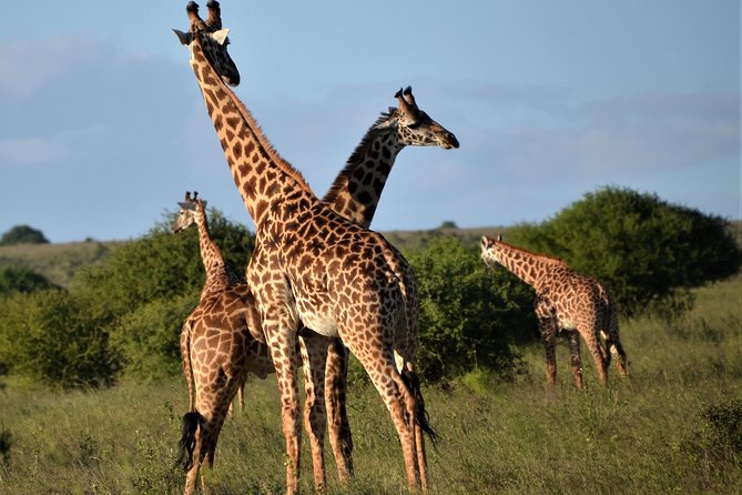 Nairobi National Park - Price and value at $185 per person for a private urban safari