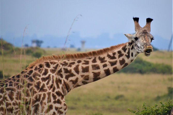 Nairobi National Park - Timing, weather, and smart packing for The Ark