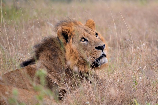 Nairobi National Park - Who should book this Nairobi National Park tour
