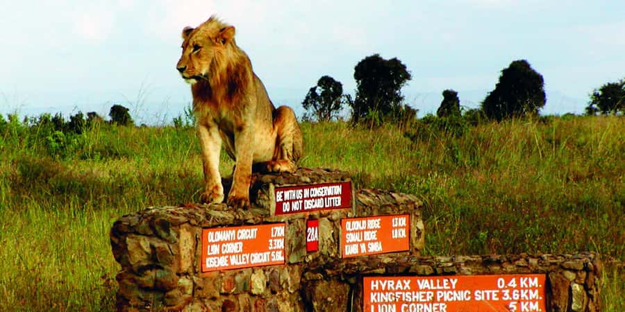 Nairobi National Park –Adventure at City’s Edge Free PickUp - The game drive goal: rhinos, lions, buffalo, and more