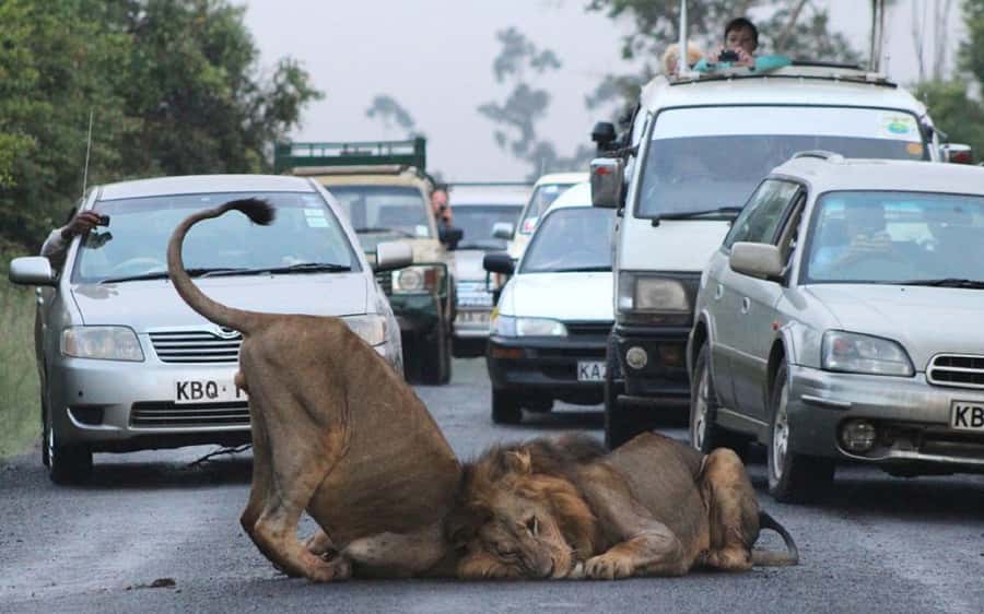 Nairobi National Park –Adventure at City’s Edge Free PickUp - Why this park is a real wildlife habitat, not a zoo-lite stop