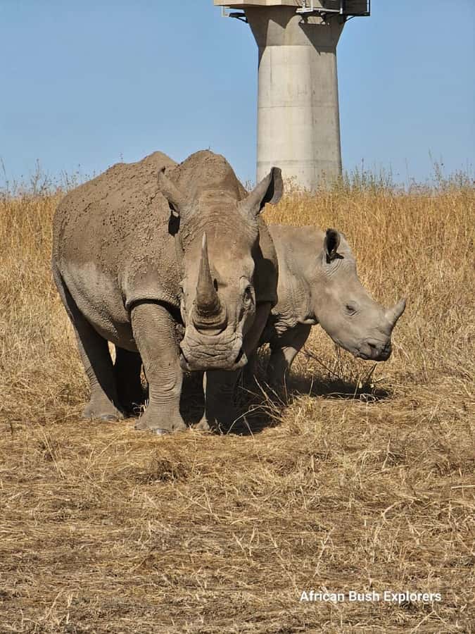 NAIROBI NATIONAL PARK AFTERNOON GAME DRIVE. - The 4-hour flow: what your afternoon drive actually looks like