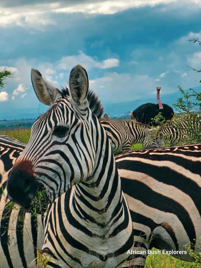 NAIROBI NATIONAL PARK AFTERNOON GAME DRIVE. - Price and value: is $35 fair for Nairobi National Park?