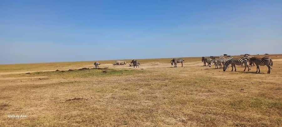 NAIROBI NATIONAL PARK AFTERNOON GAME DRIVE. - Who should book this afternoon Nairobi safari