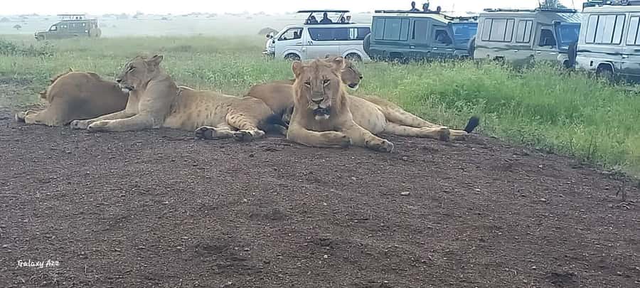 NAIROBI NATIONAL PARK AFTERNOON GAME DRIVE. - Should you book this Nairobi National Park afternoon game drive?