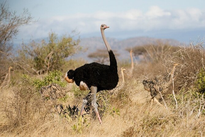 Nairobi National Park and Beads Factory Private Tour - The 5-Hour Guided Game Drive, What You Can Expect to See