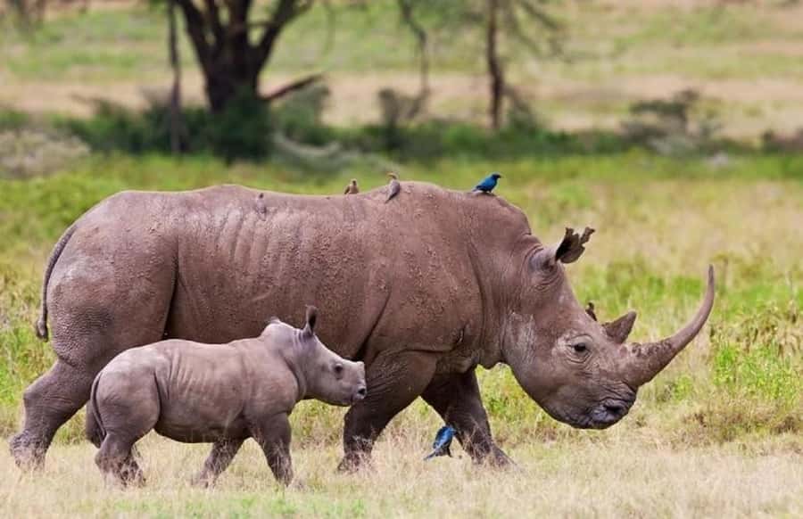 Nairobi national park and elephant orphanage - Nairobi National Park and Sheldrick Orphanage, the Big Idea