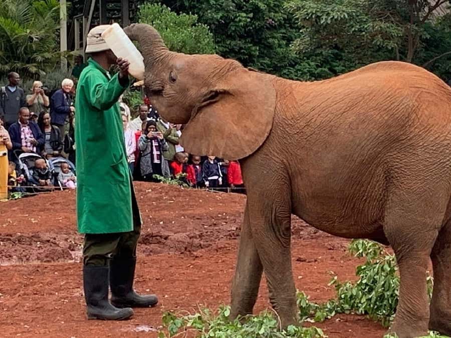 Nairobi national park and elephant orphanage - What Could Go Wrong, and How You Reduce the Risk