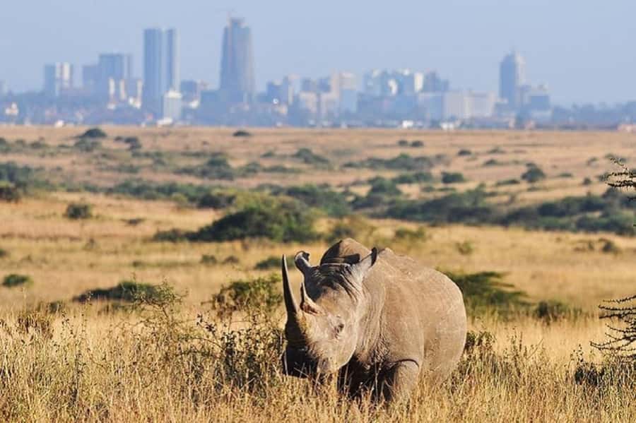 Nairobi national park and elephant orphanage - Price and Logistics: What You Pay for the Real Day