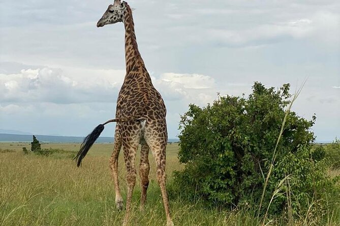 Nairobi national park and Giraffe center - Key things I’d highlight before you book