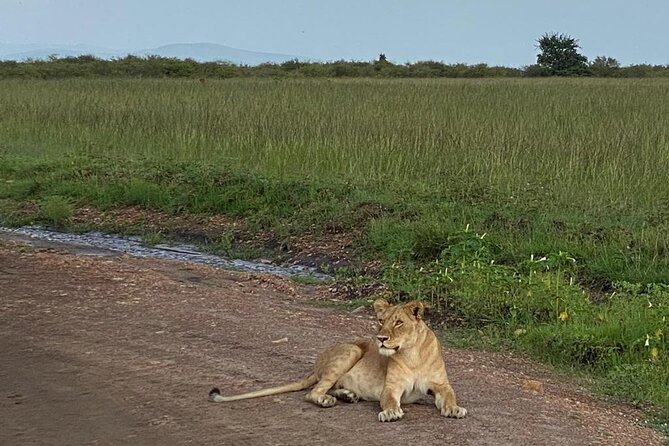 Nairobi national park and Giraffe center - Nairobi National Park with a pop-up roof game drive