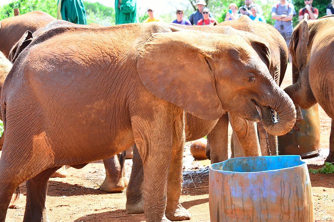 Nairobi national park and Giraffe center - Price and value: what $175 covers, and what to budget for