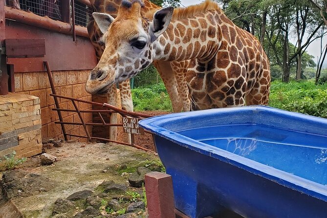 Nairobi national park and Giraffe center - Should you book Nairobi National Park and the Giraffe Centre?