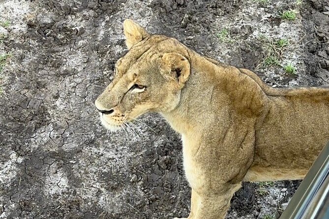 Nairobi National Park and Giraffe Center Daily Tours. - Private pickup and transportation: why it matters more than you think