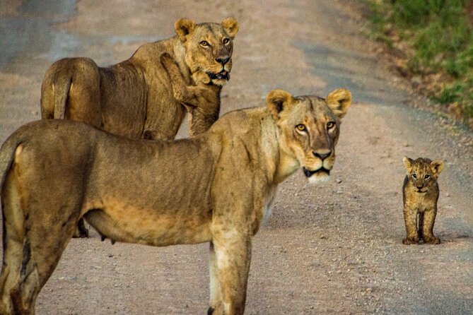 Nairobi National Park and Giraffe Center Daily Tours. - Price and value: what $100 covers, and what it does not