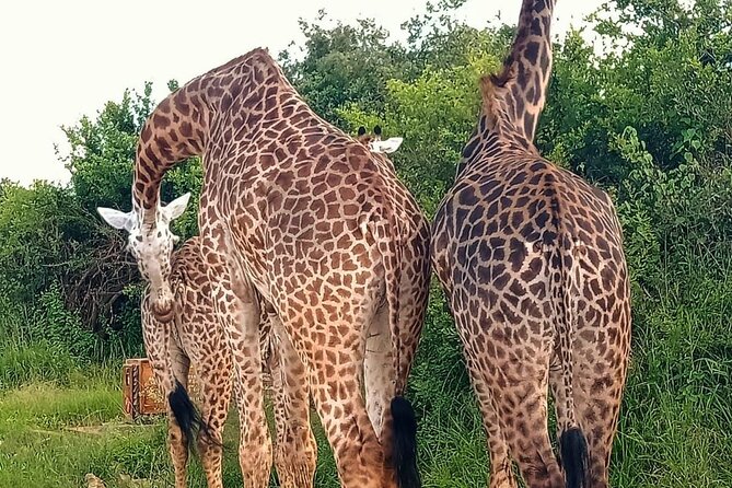 Nairobi National Park and Giraffe Center Daily Tours. - Timing that fits Nairobi: when to schedule a short safari