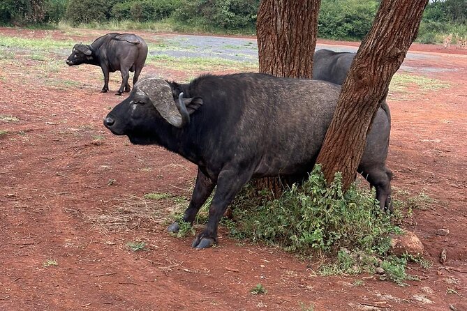 Nairobi National Park and Giraffe Center Daily Tours. - Should you book? My take on the decision