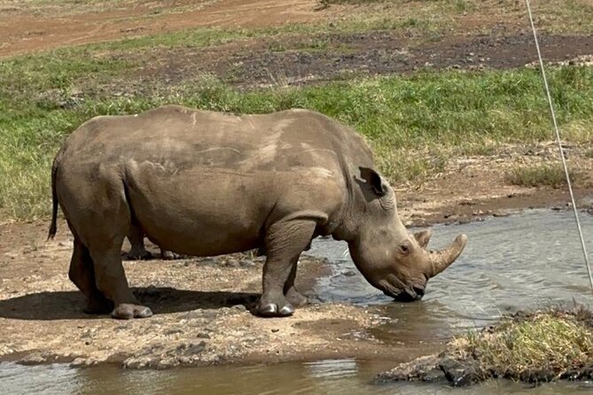 Nairobi National Park and Giraffe Center Daily Tours. - The 4-hour game drive: how you should think about sightings