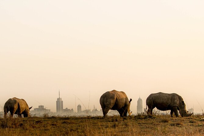Nairobi National Park and Giraffe Center Day Tour - Nairobi National Park, the city-size safari you will actually do