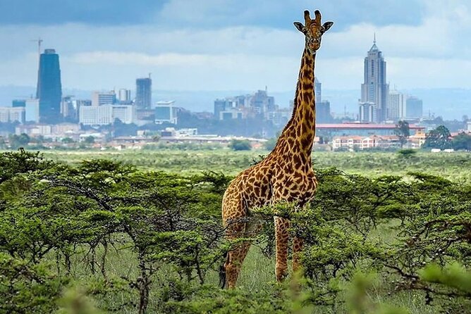 Nairobi National Park and Giraffe Center Day Tour - Who this tour is best for