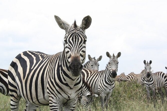 Nairobi National Park and Giraffe Center Day Tour - The game drive: how spotting time makes a difference