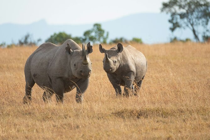 Nairobi National park And Giraffe Center: Free Wi-Fi Connection - Nairobi National Park, 7 km from town: the skyline safari morning