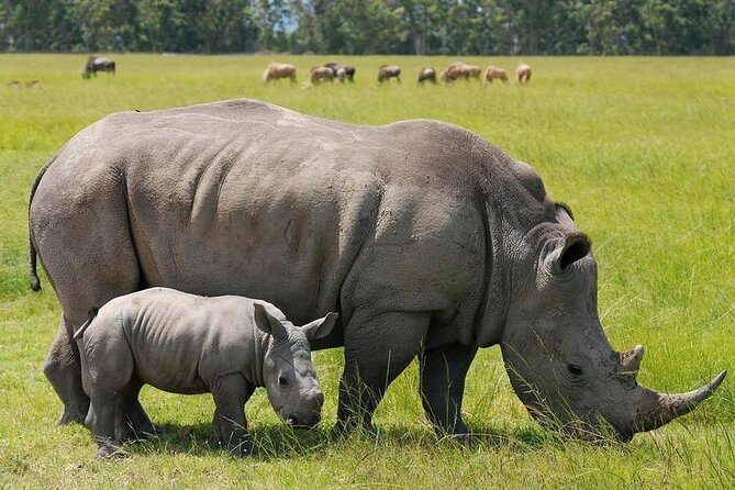 Nairobi National Park and Giraffe Center from Kenya with a Guide - Price and value: $90 plus Nairobi Park entry