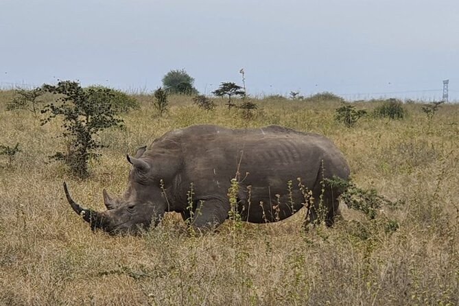 Nairobi national park and Giraffe center - Big Five chances, and how to think about the odds