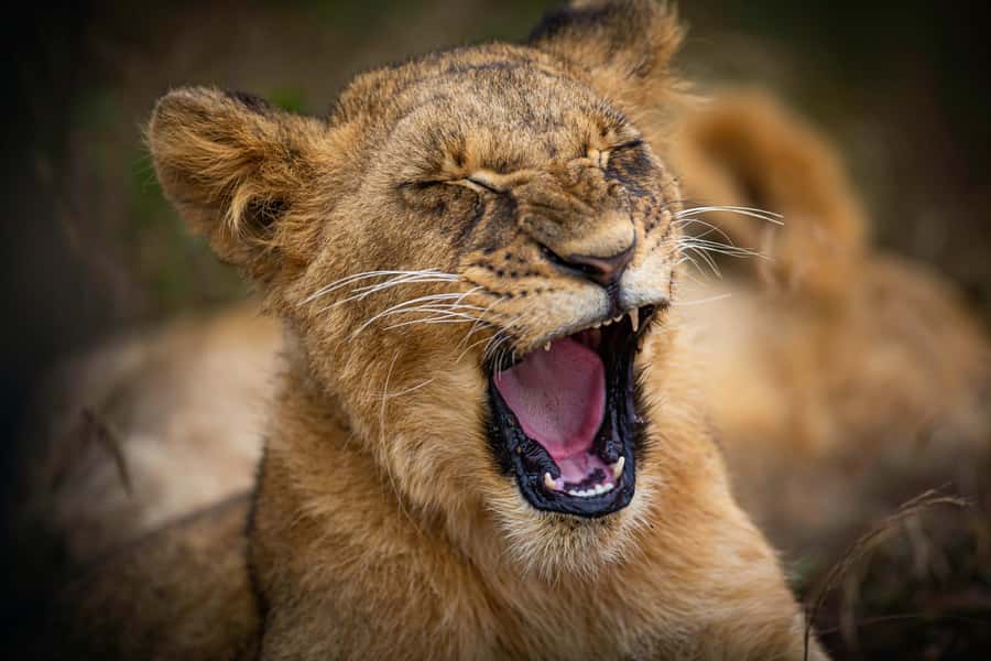 Nairobi National Park, Baby Elephant and Giraffe Centre Tour - Key things to know before you go