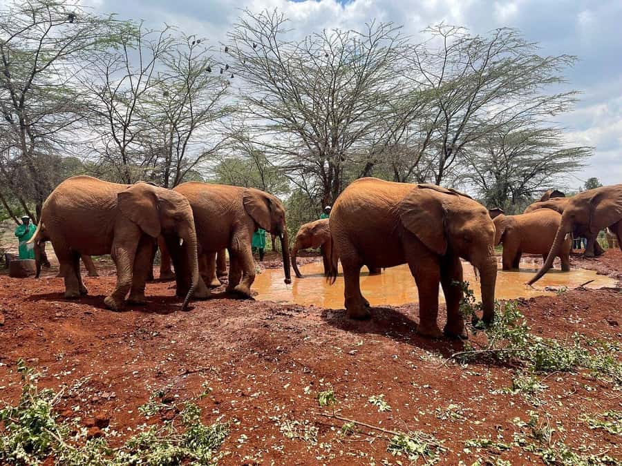Nairobi National Park, Baby Elephant and Giraffe Centre Tour - Nairobi National Park game drive: why this park works so well