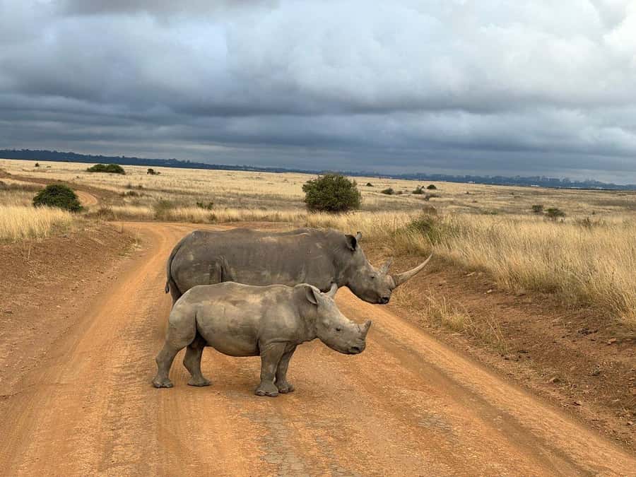 Nairobi National Park, Baby Elephant and Giraffe Centre Tour - Kazuri Beads Factory and the lunch break you will actually want