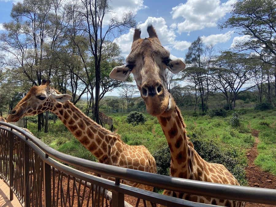 Nairobi National Park, Baby Elephant and Giraffe Centre Tour - Giraffe Centre: the hand-feeding part you will talk about later