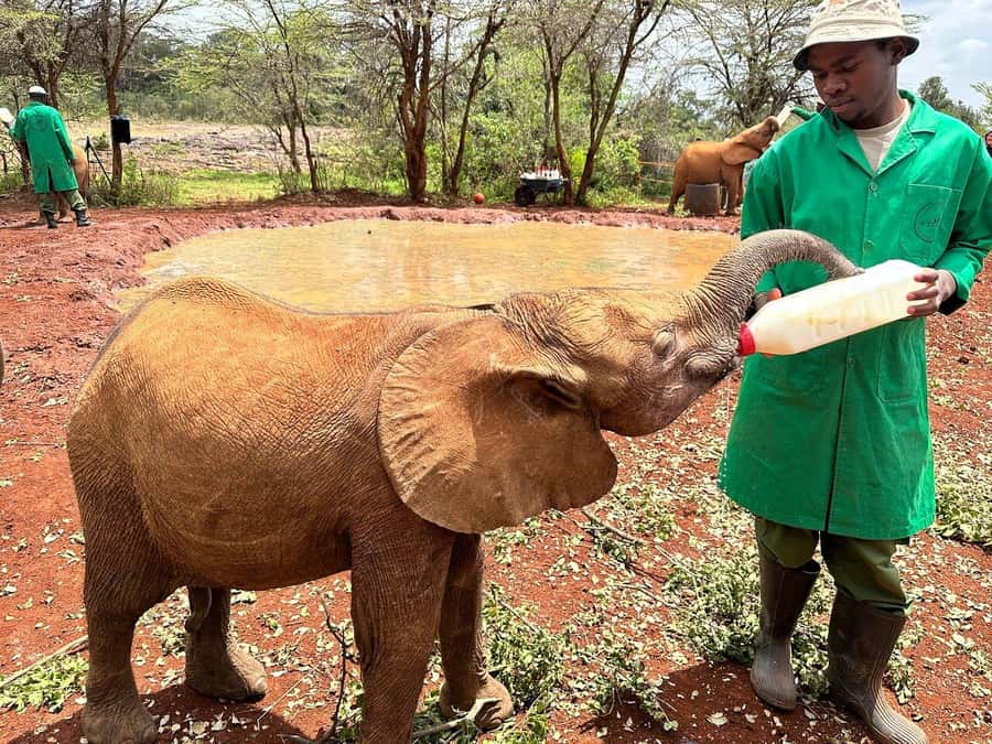 Nairobi National Park, Baby Elephant and Giraffe Centre Tour - Transportation and timing: the value of a full-day route