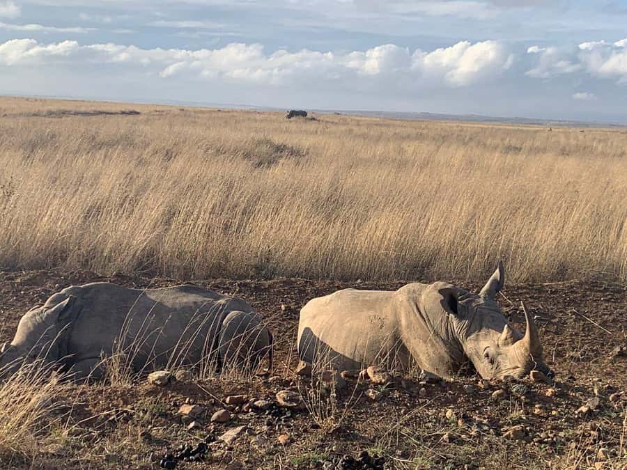 Nairobi National Park, Baby Elephant and Giraffe Centre Tour - What’s included, what’s not, and how to judge the $54 price