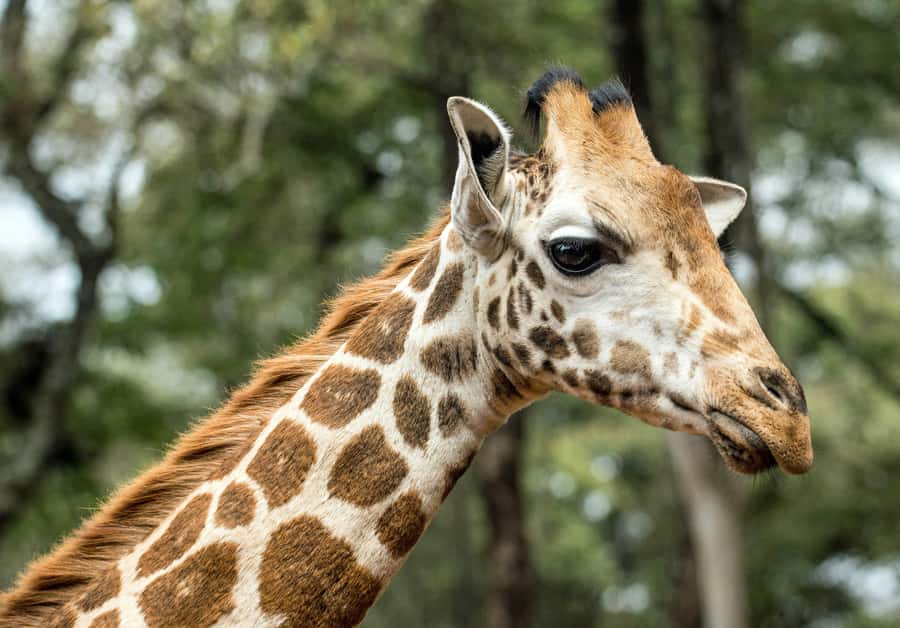 Nairobi National Park, Baby Elephant and Giraffe Centre Tour - Who this tour fits best