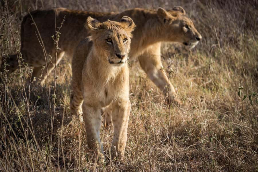 Nairobi National Park, Baby Elephant and Giraffe Centre Tour - Practical tips so your day runs smoothly