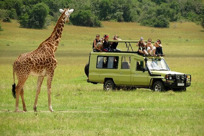 Nairobi: National park, baby Elephant, Giraffe center - How to set expectations for the park time