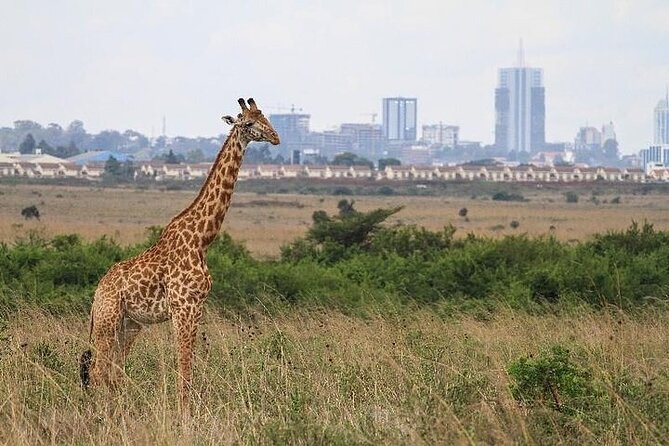 Nairobi: National park, baby Elephant, Giraffe center - Giraffe Centre: hand-feeding Rothschild giraffes from the platform