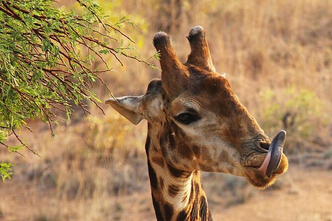 Nairobi: National park, baby Elephant, Giraffe center - Price and value: what you pay, what you add at the gates