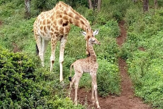Nairobi: National park, baby Elephant, Giraffe center - Who this tour fits best